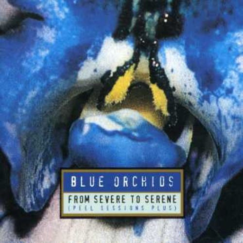 Blue Orchids - From Severe to Serene
